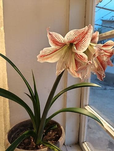 продаю фикус: Гиппеаструм (амариллис) в горшке - Луковичное комнатное растение с — 6