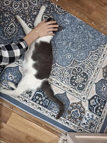 Мышыктар: Мышык бекер берилет: Породасыз, Ургаачы, Лотокко барууга үйрөтүлгөн — 5