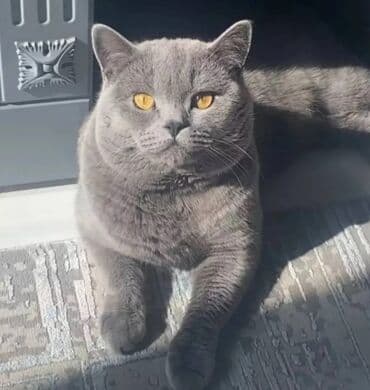 наполнители для кошек: Котята скоттиш-фолд. возраст 1,5 месяца. 3 мальчика, 1 девочка. к — 8