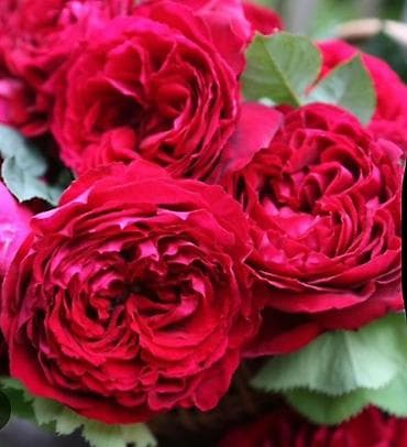 буква к: Саженцы — 4