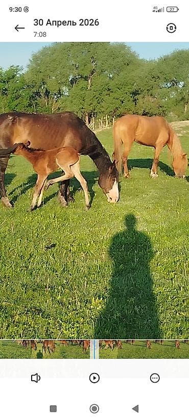 Продаю | Жеребенок | Для разведения | Племенные