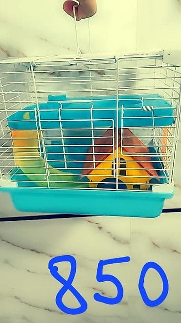 мал сатам: Продаю клетки для хомячков от 500 до 1700 сом. и самих хомячков — 1