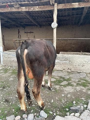 киссар кой: Продаю | Бык (самец) | На откорм — 3