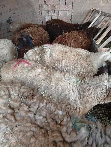 мясо быков: Продаю | Овца (самка) | Для разведения | Матка — 2
