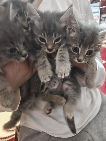 котяты: Котята серо-тигрового окрасание: шерстью дымчато‑серых оттенков и — 1