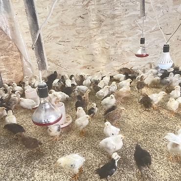 Продаю | Цыплята | Для разведения