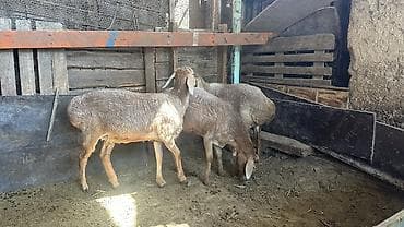 малёк рыбы: Продаю | Овца (самка) | Для разведения | Ярка — 3