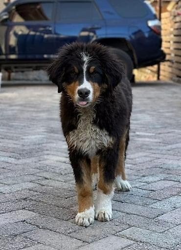 купить щенка сенбернара: Бернский зенненхунд, 6 месяцев, Самец, С прививкой, С родословной — 1