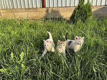 шотландский кошки: Котята, помёт из трёх малышей. Возраст: 1,5 месяца (уверенно ходят — 3