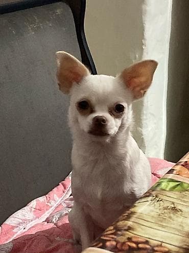 Вязка собак: Вязка: Чихуахуа, Самка, 2 года, С прививкой — 3