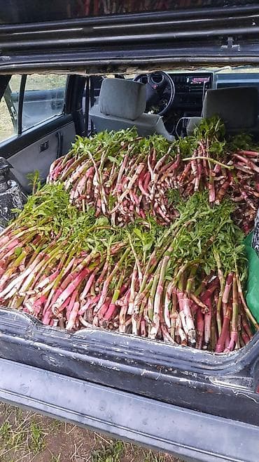 перец свежий: Сочными розово‑зелёными стеблями и нежной зеленью. - Подходят для — 4