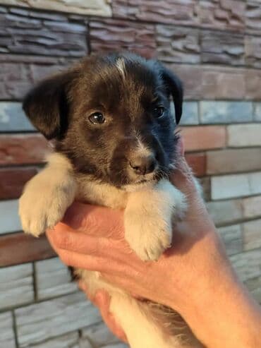 акустические системы ugreen колонка в виде собак: Срочно ищем дом щенкам. 4 мальчика и́ 2 девочки. привезём сами — 4