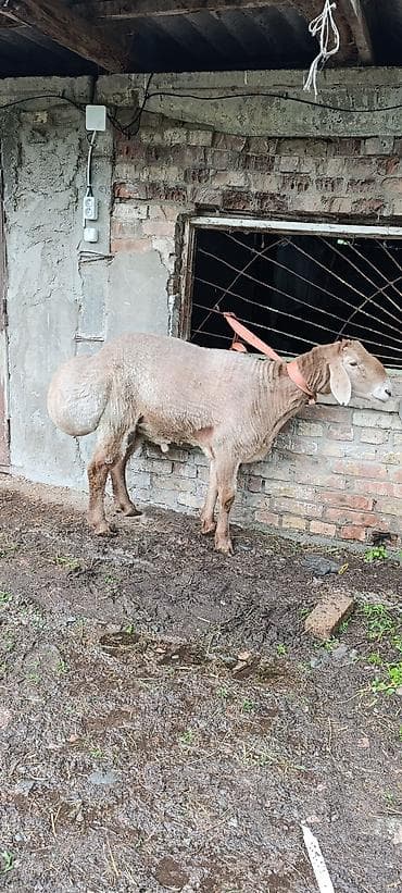 Животные: Продаю | Баран (самец) | Арашан — 6