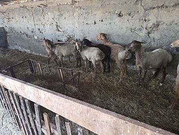 овчарка сколько стоит: Продаю | Ягненок — 6