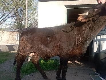 Продаю | Бык (самец) | На откорм