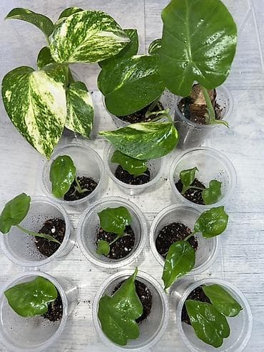 Дом и сад: Алоказия Арма Эпипремнум золотистый – укоренённые детки и черенки в — 1