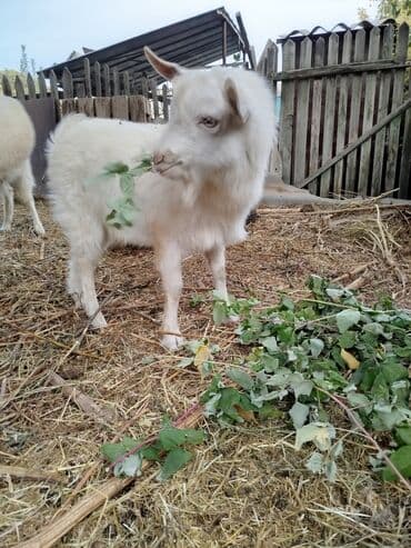 корова молоко литор 10: Продаю | Козёл (самец) | Зааненская | Для разведения | Племенные — 5