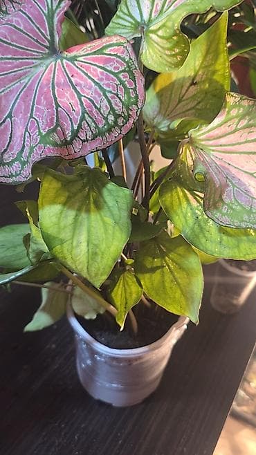 растения цветы: Каладиум (Caladium) в горшке. - Декоративно-лиственное тропическое — 1