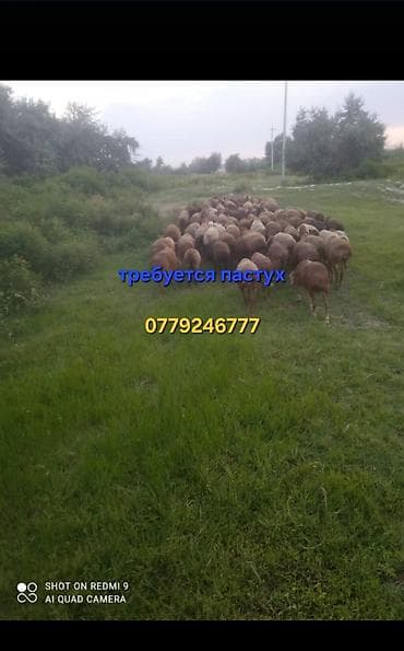 Вакансия: пастух Описание работы: - Выпас и контроль стада овец на — 1