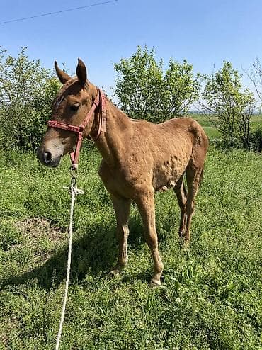 кок бору: Продаю | Кобыла (самка) | На забой, Для разведения, Для молока — 2