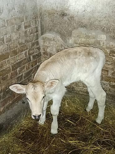 зоомагазин бишкек птицы: Продаю | Музоо, торпок | Швицкая | Для молока, Для разведения — 5