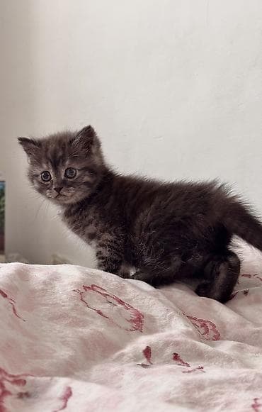 шотландская коричневая кошка: Скотиш Страйт (Шотландская прямоухая), 2 месяца, Мальчик, Шоколадный, Метис, Приучена к лотку, Проглистована — 8