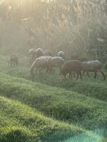 отдам голубей: Продаю | Овца (самка) | Полукровка | Для разведения | Матка — 5