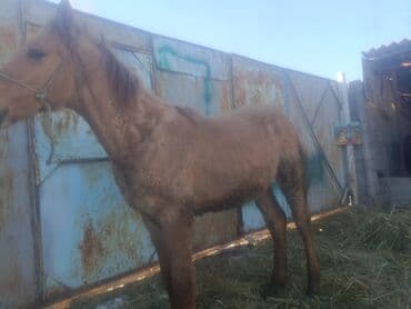 Кошки: Продаю | Жеребенок | Рабочий — 2