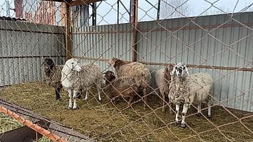 уй животных: Продаю | Овца (самка) | Для разведения — 3