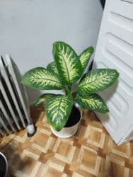 растения для аквариума: Комнатные растения цветущие и декоративные распродажа. находимся в — 20