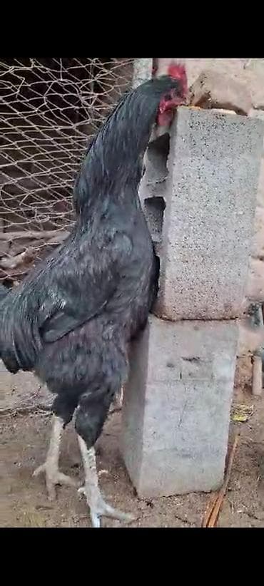 рыбы в кыргызстане: Продаю | Петух | Для разведения — 3