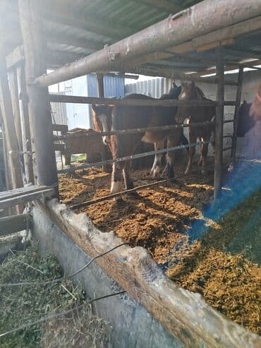 ящик для писем: Продаю | Жеребец — 3