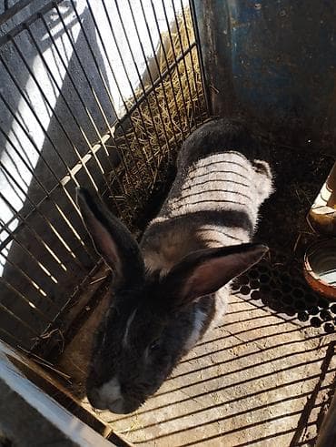 карлики кур: Продаю | Крольчиха (самка) | Для разведения — 1