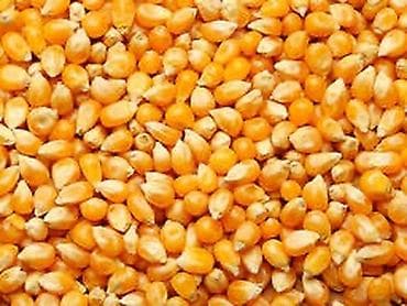 Бал: Жүгөрү — 2