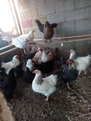 продам козу дойную: Продаю | Петух | Брама — 3