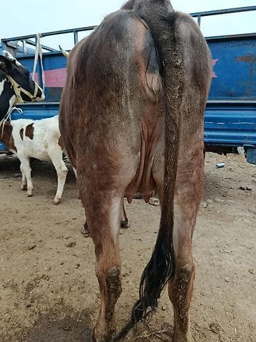 ара цена: Продаю | Корова (самка) | Швицкая | Для разведения | Стельные — 5