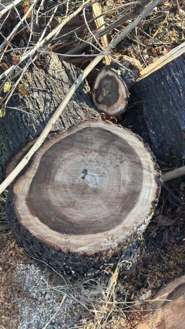 двер бишкек: Отун Карагач — 10