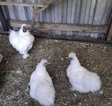 Иттер: Продам шелковые пуховики кур петух — 1