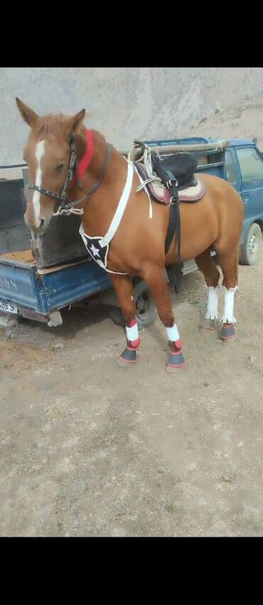 товары для кошек: Продаю | Конь (самец) — 4