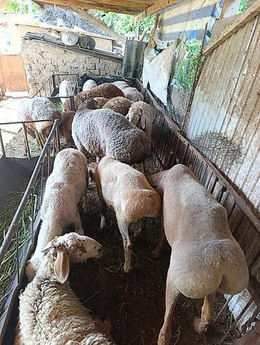 Продаю | Овца (самка) | Полукровка | Для разведения | Матка at lalafo.kg Продаю | Овца (самка) | Полукровка | Для разведения | Матка