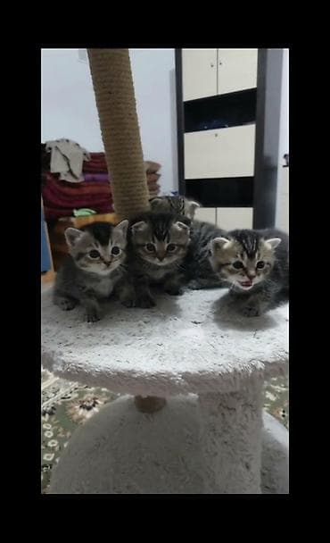 cat sofa: Продаются котята шотландской вислоухой кошки. Заходи! Возраст: 1 месяц — 3