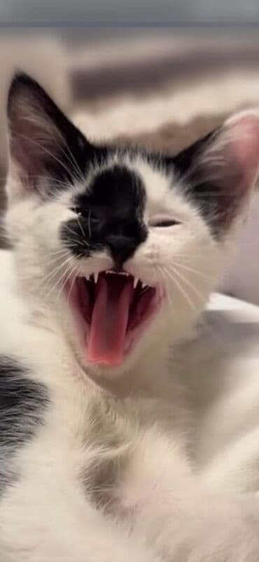 Мейн-кун, 1 месяц, Мальчик, Метис, Приучена к лотку