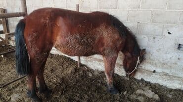 домашний кролик: Продаю | Кобыла (самка) | Конный спорт — 2