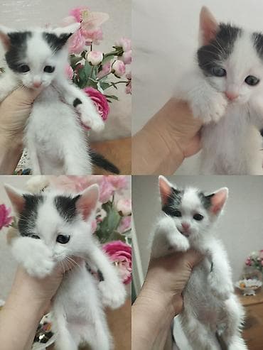 Котёнок, черно-белый, короткошёрстный. Особенности: - мальчик, очень