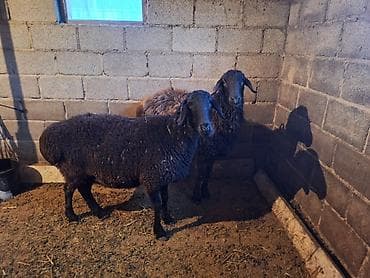 ласка животные: Продаю | Овца (самка) | Для разведения | Матка — 1