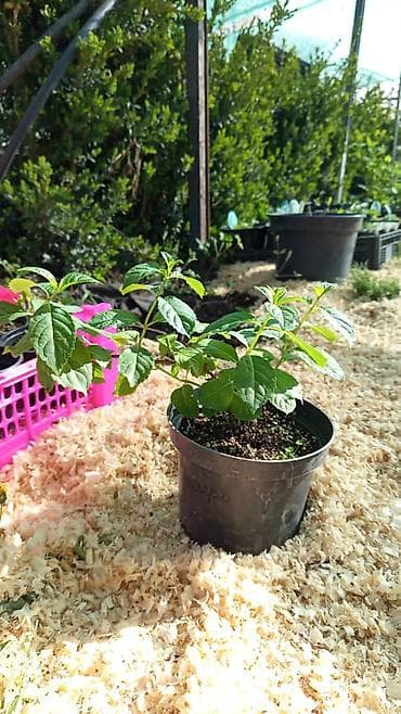 marvel legends: Саженцы — 4