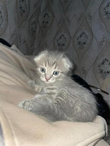 котенок кант: Шотландский вислоухий котёнок (скоттиш-фолд) - Окрас: серебристый — 3