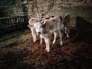 Продаю | Корова (самка), Тёлка, Музоо, торпок | После отела