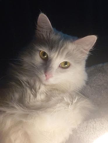 котята каракала в дар: 3 года, Девочка, Кастрирована, Приучена к лотку, Проглистована — 1