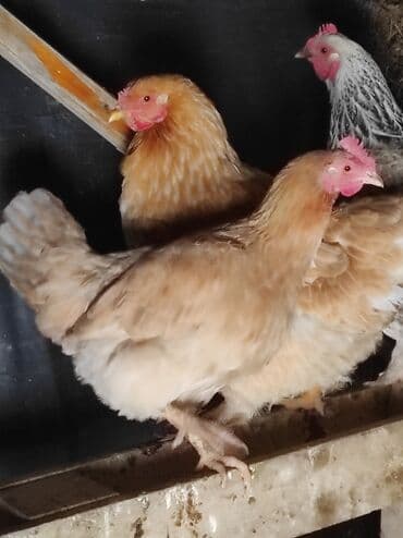 куры доминанты: Продаю | Петух, Куры | Домашняя | На забой, Для разведения — 4